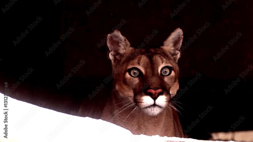 Stunning Canadian cougar prowls through a winter forest in search of prey