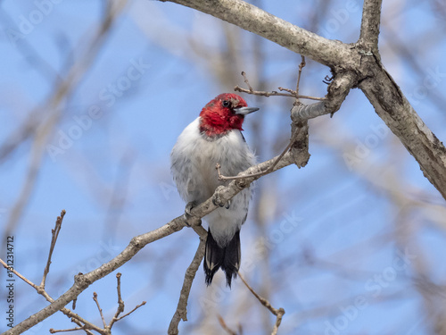 A brightly colored immature Red-headed Woodpecker molting into adult plumage photo