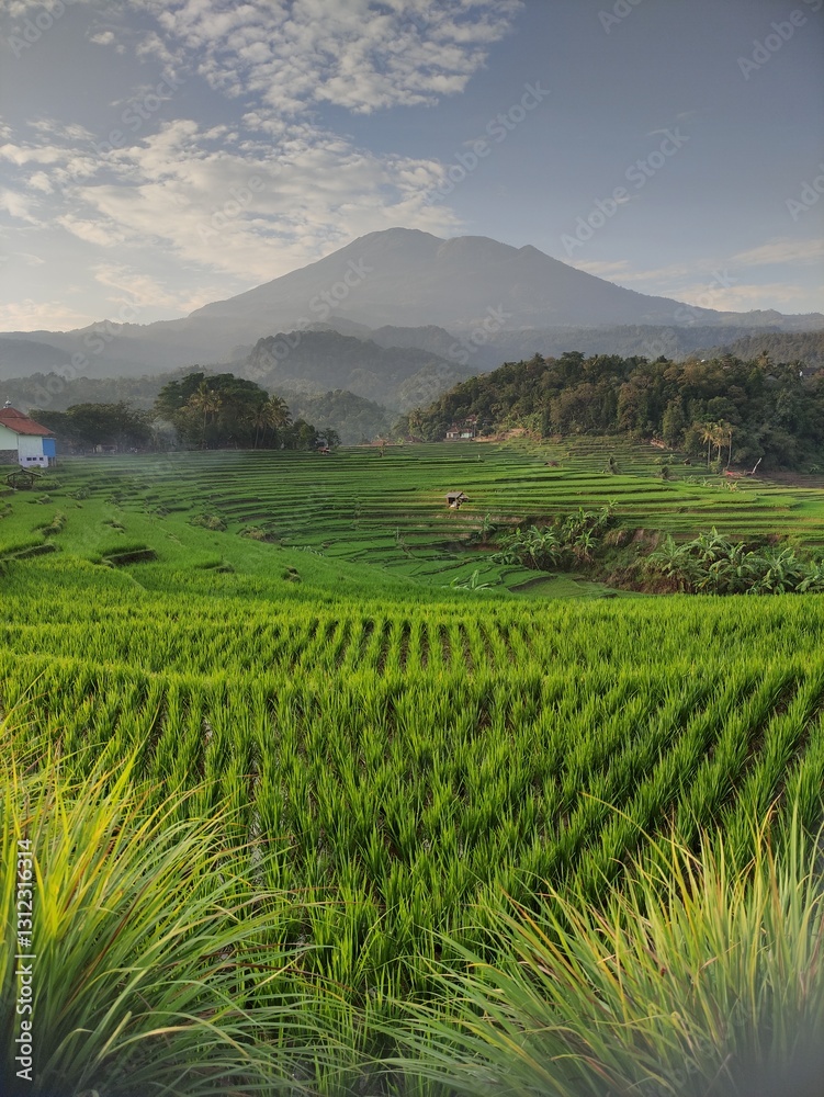 Fototapeta premium tea plantation in majalengka 