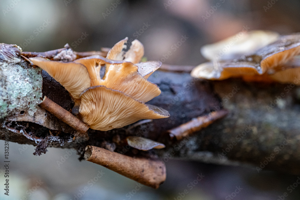 Cluster of oyster mushroom lobes on old trunk Cluster of oyster mushroom lobes on old trunk