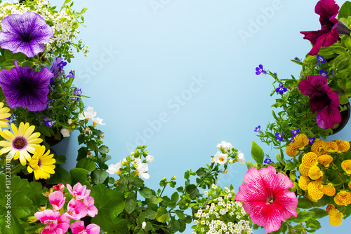 Spring decoration of a home balcony or terrace with flowers, Lobelia and Alyssum, Bacopa and Petunia, Geranium and Osteospermum on a blue background, home gardening and hobbies photo