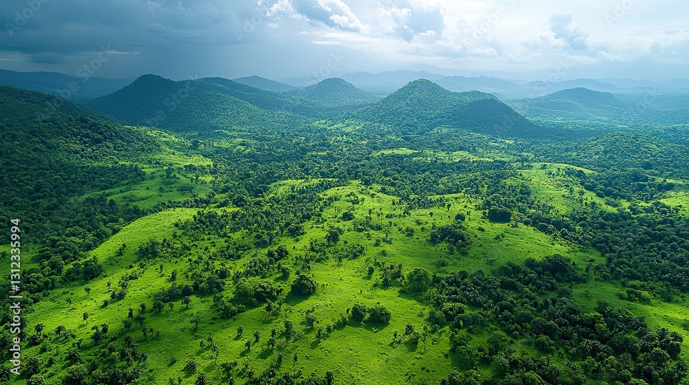 Obraz premium aerial shot of a young verdant forest canopy