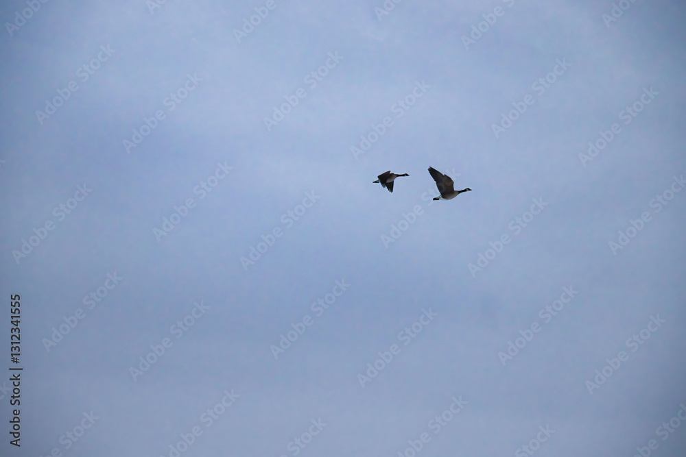 Two geese flying during spring migration Two geese flying during spring migration