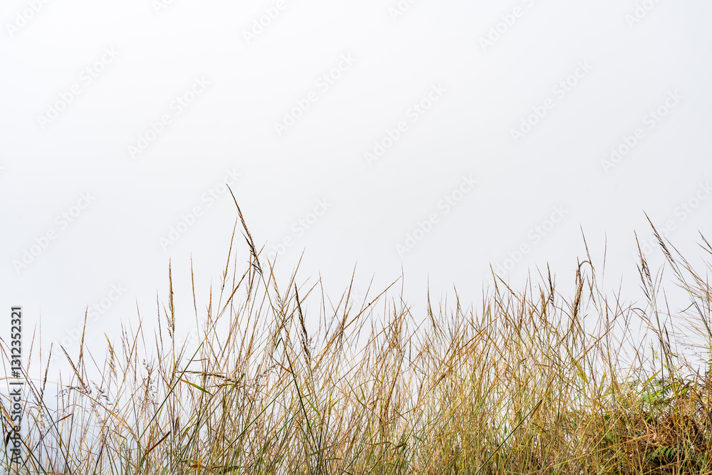 Fototapeta premium field of yellow grass isolated on white background for design and graphic resources