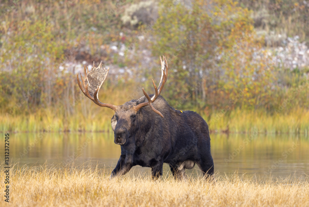 Bull Moose in the Rut in Autumn in Grand Teton National Park Wyoming Bull Moose in the Rut in Autumn in Grand Teton National Park Wyoming