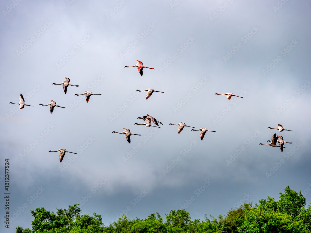 Obraz premium Flying lesser flamingos (Phoeniconaias minor) in Arusha National Park”.