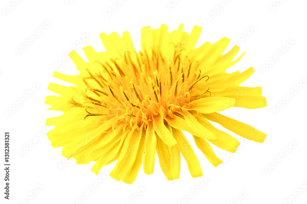 Vibrant Yellow Dandelion Flower Closeup Nature Beauty Sunny Delight Vibrant Yellow Dandelion Flower Closeup Nature Beauty Sunny Delight
