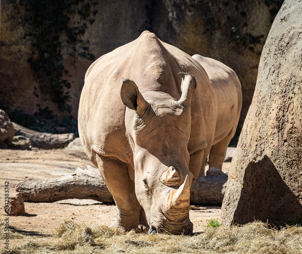 Obraz premium Female Southern White Rhinoceros in a zoo habitat. In the wild, they range across South Africa as an endangered species due to poaching for their non-medicinal keratin horns.