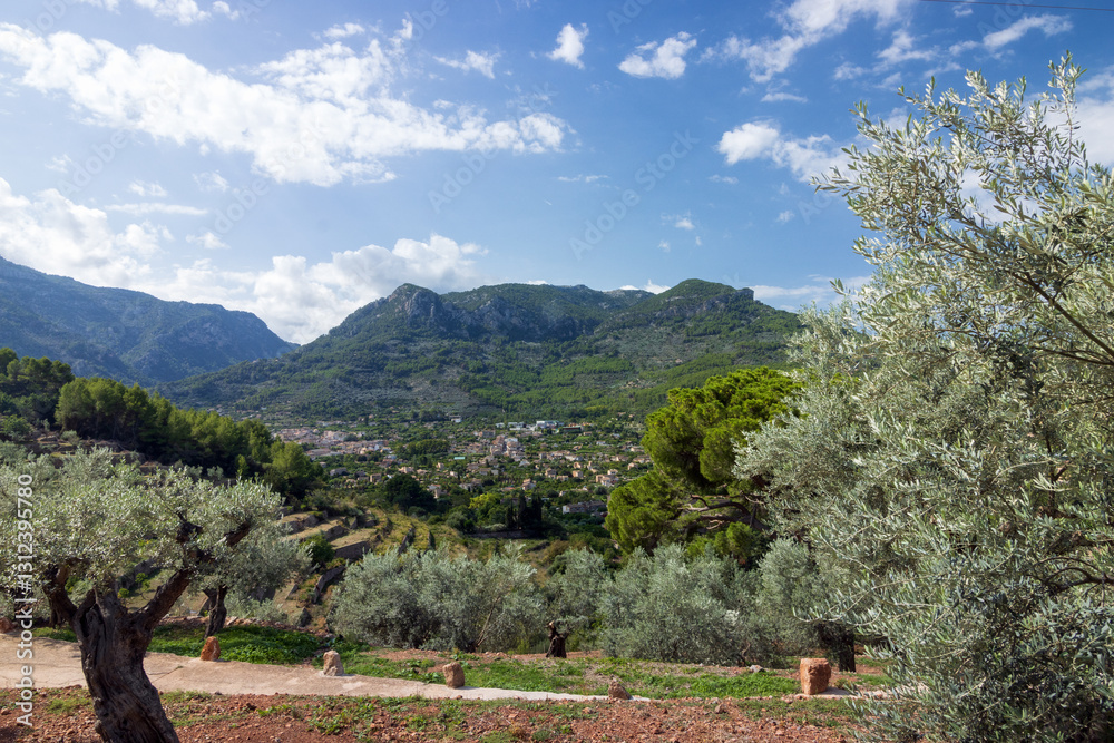 Olivenhain im Sóller Tal im Tramuntana Gebirge, Wanderparadies Mallorca