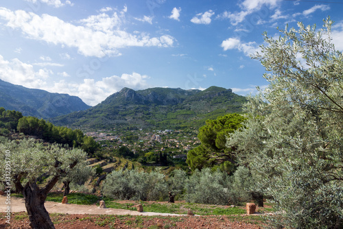 Obraz na płótnie Olivenhain im Sóller Tal im Tramuntana Gebirge, Wanderparadies Mallorca w salonie