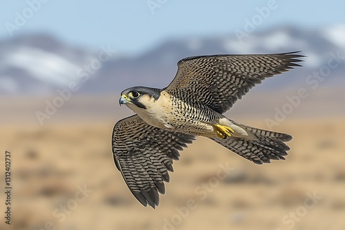 Peregrine falcon soaring, desert, mountains