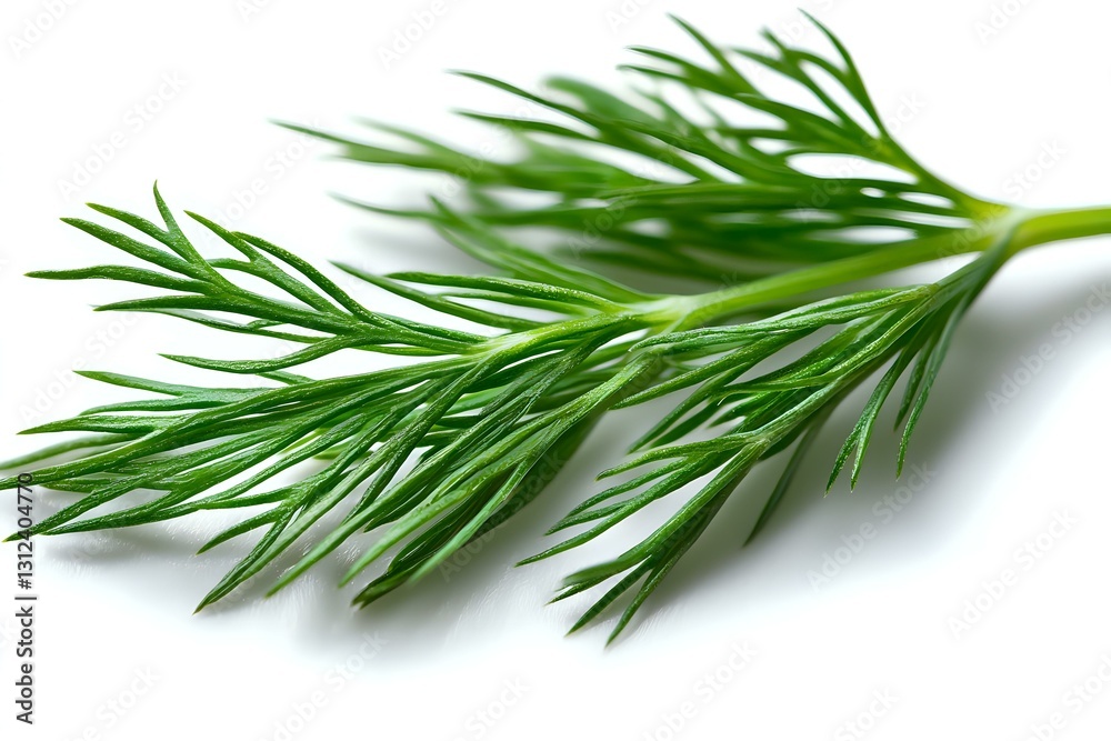 Fresh green dill branch with feathery leaves isolated on white background. Natural organic herb for cooking and garnishing food, macro photography. Fresh green dill branch with feathery leaves isolated on white background. Natural organic herb for cooking and garnishing food, macro photography.