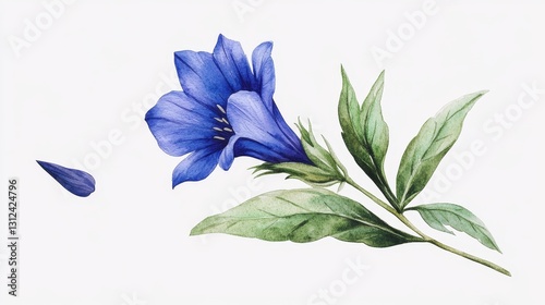 Watercolor Botanical Illustration Blue Flower with Green Leaves, Single Stem Composition, Delicate Floral Concept, Botanical Art, Watercolor Painting Botanical Illustration, Watercolor
