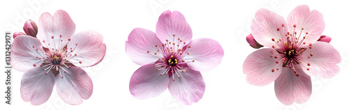 Isolated Cherry Blossom Flowers on Transparent Background
