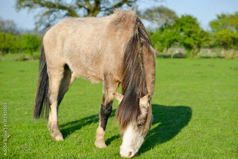 Pretty tan coloured pony horse grazing happily in a grassy field on a sunny day in rural Shropshire UK Pretty tan coloured pony horse grazing happily in a grassy field on a sunny day in rural Shropshire UK