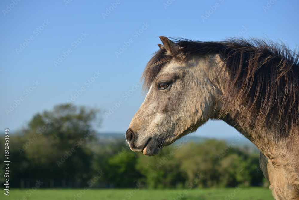 Obraz premium Close up side view of tan coloured pony horse standing in the English countryside on a summers day in rural Shropshire.