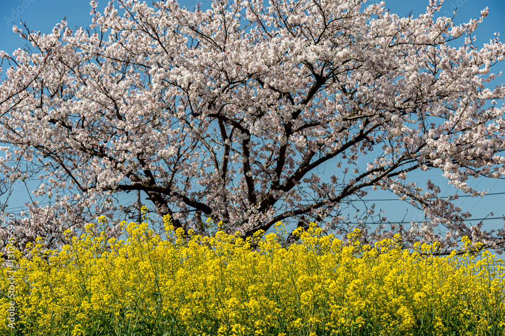 桜と菜の花 桜と菜の花