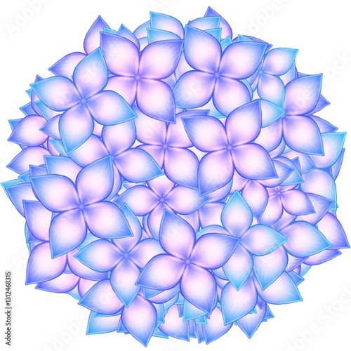 Hydrangea flower, illustration 