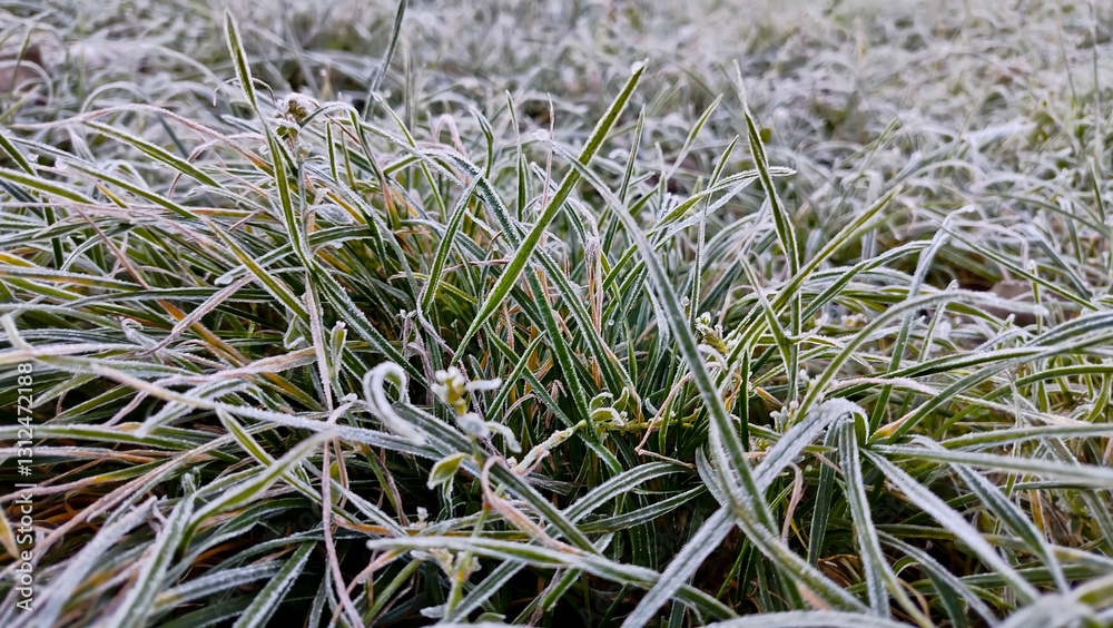 Flowers in frost, frozen plants. Roses in snow.
Flowers in frost, frozen plants. Roses in snow.