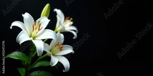 Elegant white lilies against deep black background, dramatic, leaf, purity