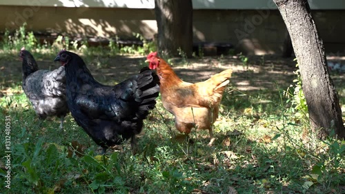 Chickens run freely in the garden
