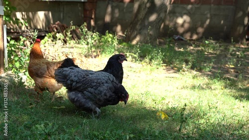 Free range chicken in the garden