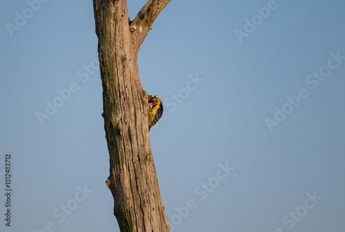 Obraz na płótnie Haubenbartvogel - Crested Barbet im Busch vom Krüger National Park - Kruger Nationalpark Südafrika w salonie