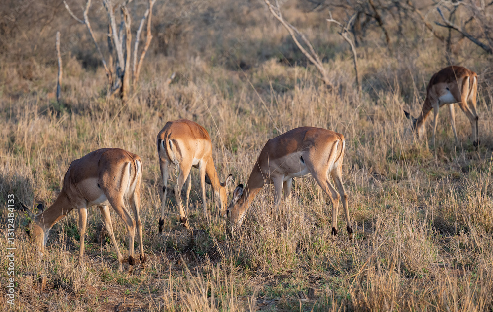 Impalas auch Schwarzfersenantilope oder Schwarznasenimpala genannt, im Busch vom Krüger National Park - Kruger Nationalpark Südafrika