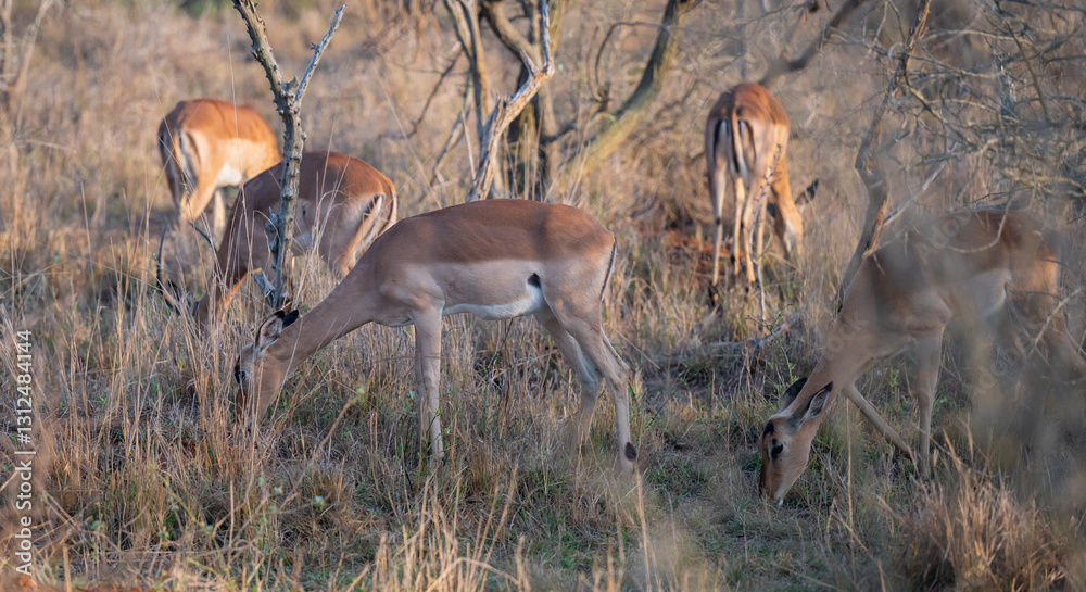 Impalas auch Schwarzfersenantilope oder Schwarznasenimpala genannt, im Busch vom Krüger National Park - Kruger Nationalpark Südafrika