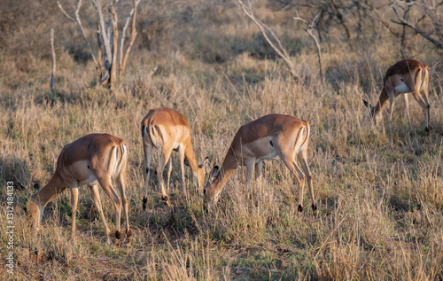 Obraz na płótnie Impalas auch Schwarzfersenantilope oder Schwarznasenimpala genannt, im Busch vom Krüger National Park - Kruger Nationalpark Südafrika w salonie