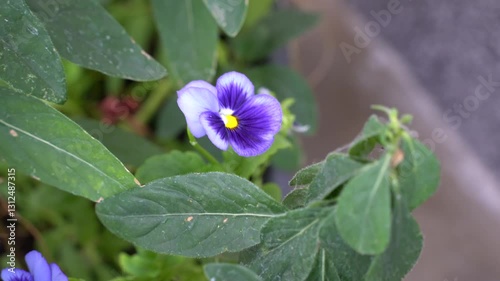 Purple pansy flower in the garden