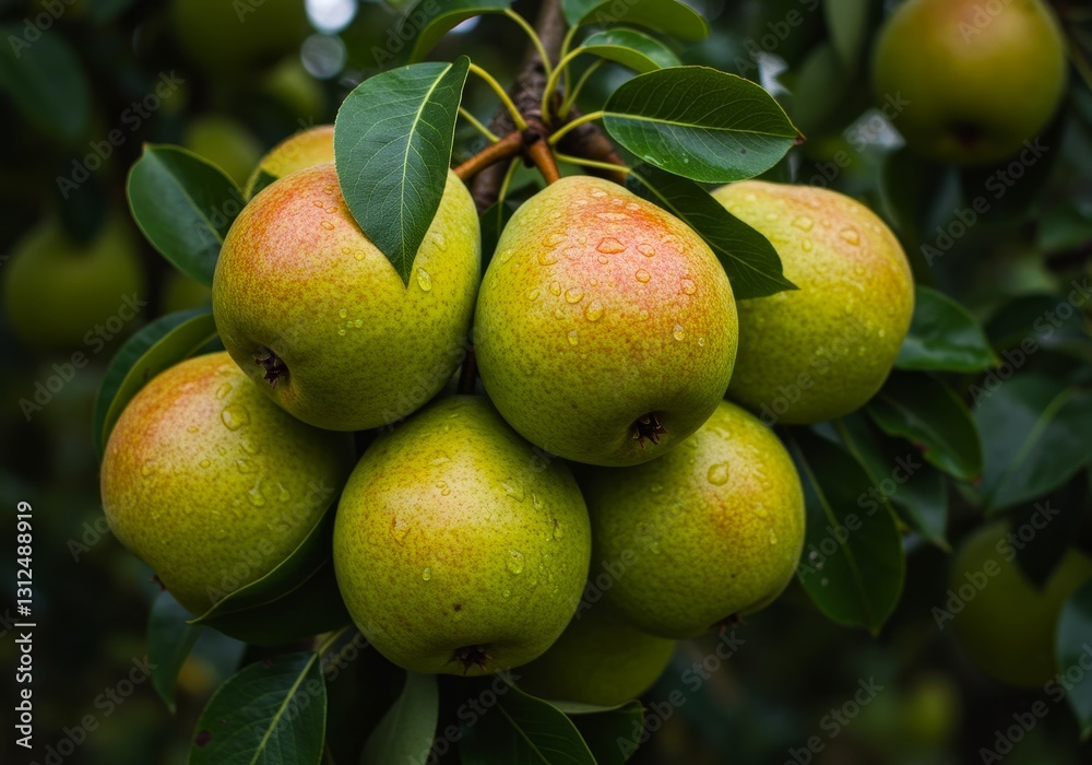 Obraz premium Juicy Pears on Branch - A cluster of ripe pears hanging from a branch, glistening with water droplets. Symbolizing abundance, freshness, nature's bounty, healthy eating, and harvest time