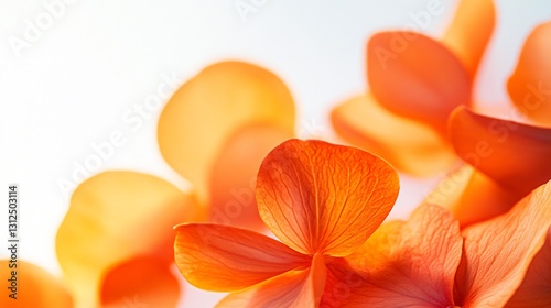 Vibrant Orange Flower Petals Close-up