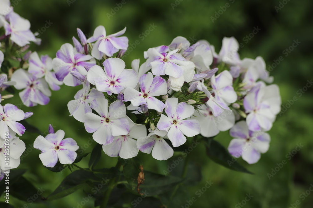 Garden Phlox paniculata, creeping phlox subulata, also known as the moss phlox.