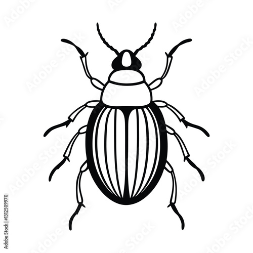 vector illustration of a beetle on white background