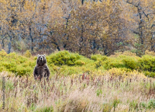 Fotografía Adult Male Kodiak Brown Bear