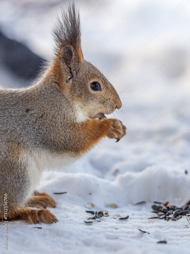 The squirrel in winter sits on white snow.