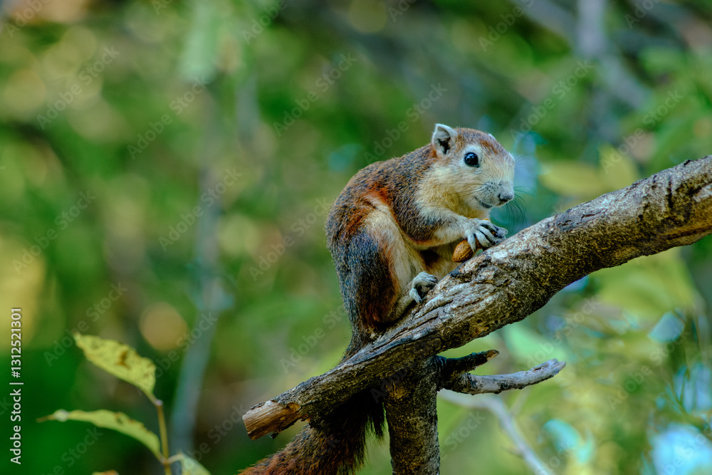 Small brown squirrel eating while sitting on thick tree branch Small brown squirrel eating while sitting on thick tree branch