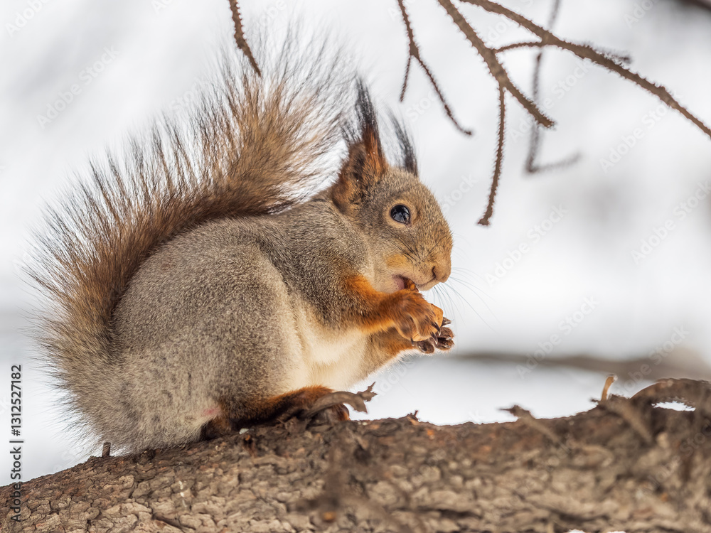 The squirrel with nut sits on tree in the winter or late autumn The squirrel with nut sits on tree in the winter or late autumn