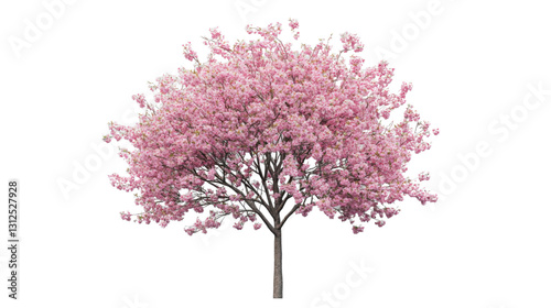 Blooming pink cherry blossom tree isolated on transparent background