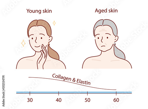 vector illustration of the skin aging process.