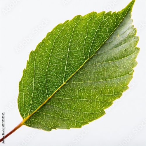 Green Leaf Isolated Gracefully on a White Background photo