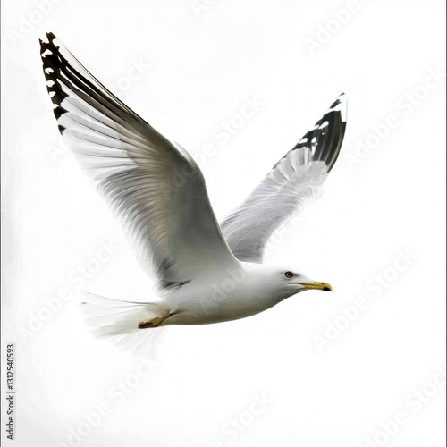 flying bird isolated on white