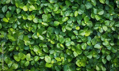 Wallpaper Mural Natural green leaves texture background nature greenery floral wallpaper tropical jungle pattern ecology green environment concept, green leaves wall background, flat lay Torontodigital.ca