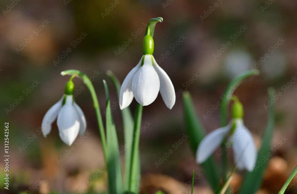 Fototapeta premium Galanthus 1268