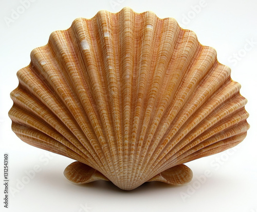 seashell isolated