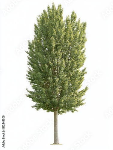 Columnar Lombardy Poplar Tree Isolated on White Background