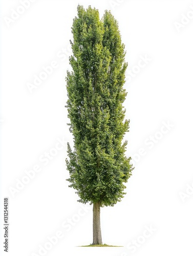 Tall and Slim Lombardy Poplar Tree Isolated on White Background
