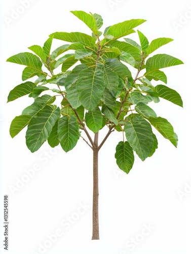 Young Guava Tree with Flaky Bark and Lush Green Leaves