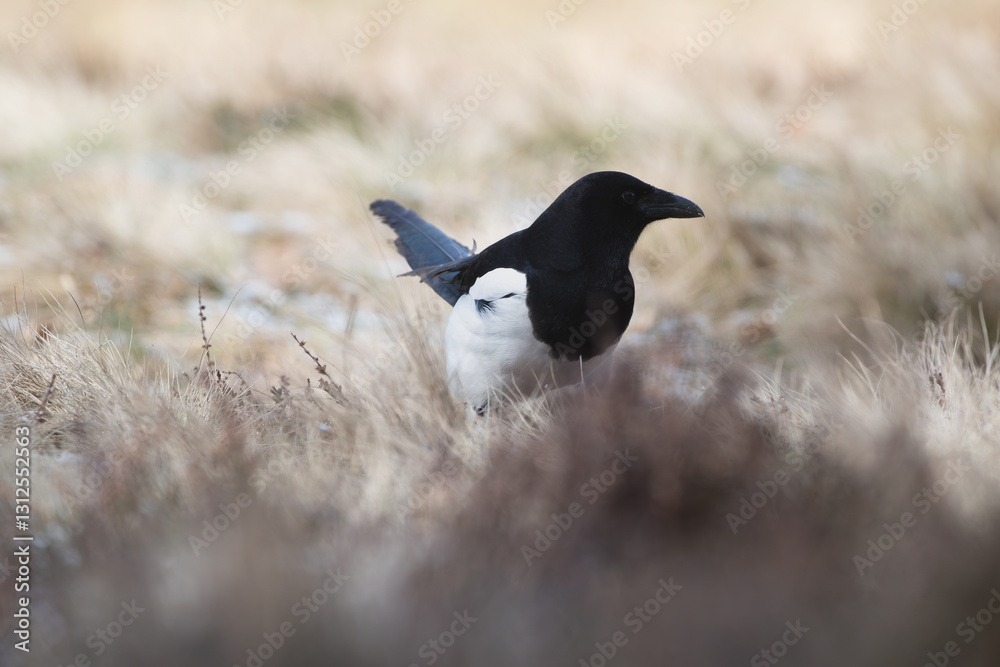 Magpie against the background of light dry grass Magpie against the background of light dry grass